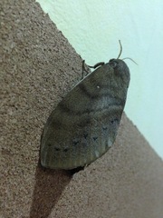 Dendrolimus kikuchii