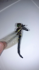 Macromia