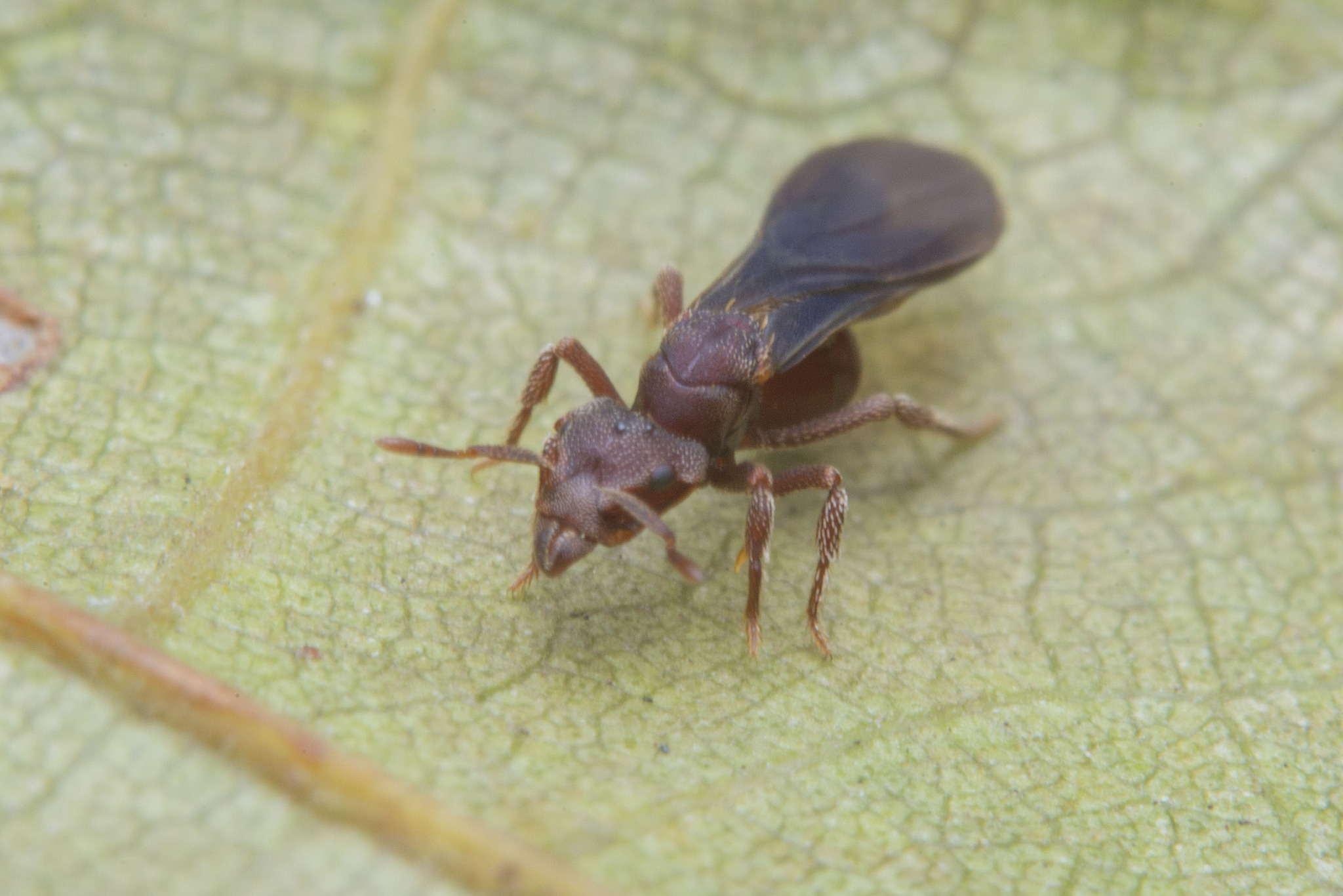 Eurhopalothrix