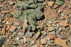 Asclepias solanoana