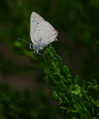 Satyrium sylvinus