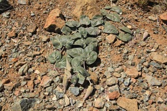 Asclepias solanoana