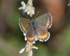 Euphilotes spaldingi