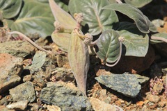 Asclepias solanoana