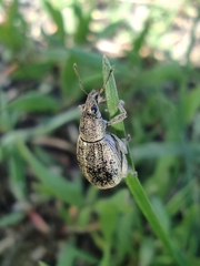 Sciaphobus squalidus