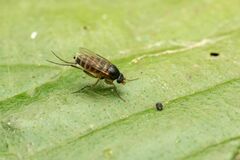 Metopininae