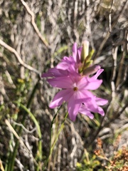 Ixia micrandra