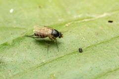 Metopininae
