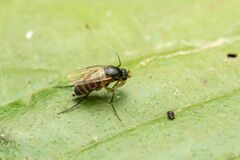 Metopininae