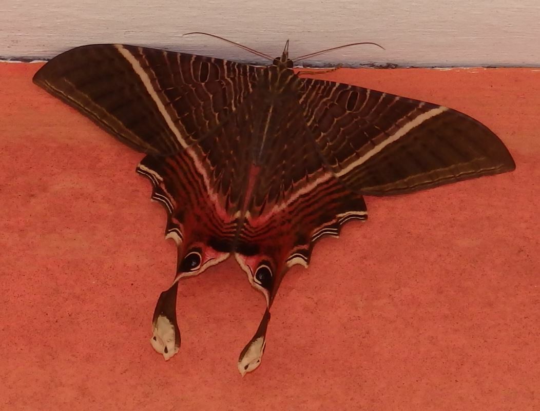 Nothus lunus Linnaeus, 1758