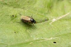 Metopininae