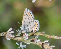 Euphilotes spaldingi