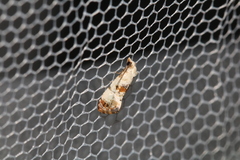 Neocochylis hybridella