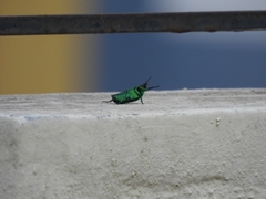 Heterorrhina elegans