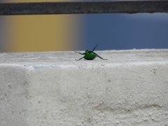 Heterorrhina elegans