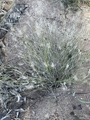 Aristida caput-medusae