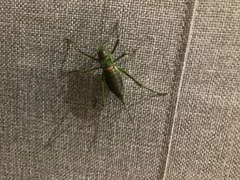 Steropleurus pseudolus