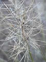 Aristida caput-medusae