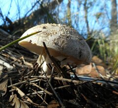 Amanita grisella