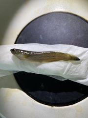 Anablepsoides hartii