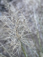 Aristida caput-medusae
