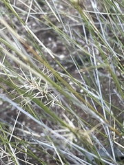 Aristida caput-medusae