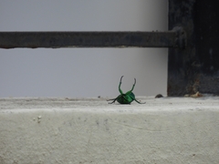 Heterorrhina elegans