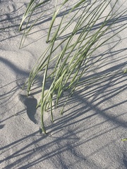 Thinopyrum distichum