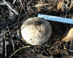 Amanita grisella