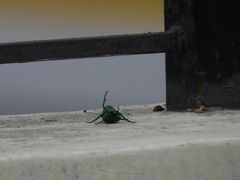 Heterorrhina elegans