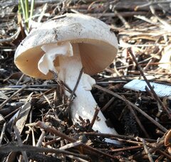 Amanita grisella