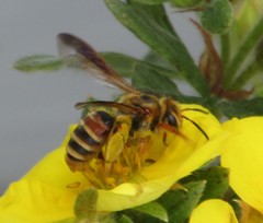 Andrena prunorum