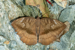 Euthalia telchinia
