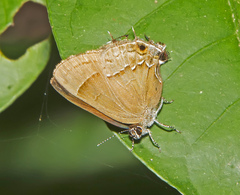 Electrostrymon denarius