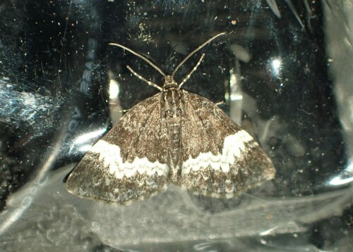White-banded Carpet Moth