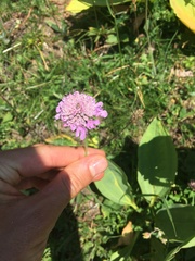 Scabiosa lucida