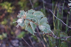 Hakea conchifolia