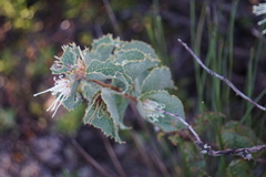 Hakea conchifolia