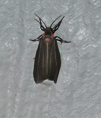 Haematomis uniformis