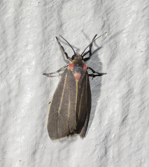 Haematomis uniformis