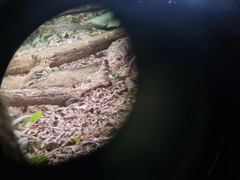 Geokichla guttata