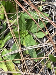 Carphephorus paniculatus