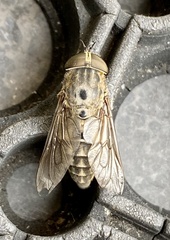 Tabanus sudeticus