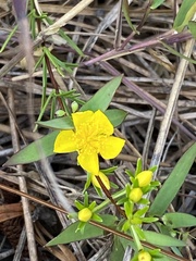Hypericum brachyphyllum