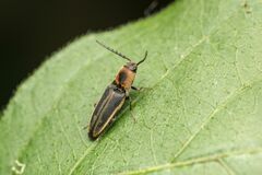 Megapenthes limbalis