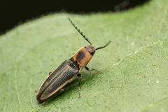 Megapenthes limbalis