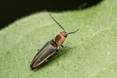 Megapenthes limbalis