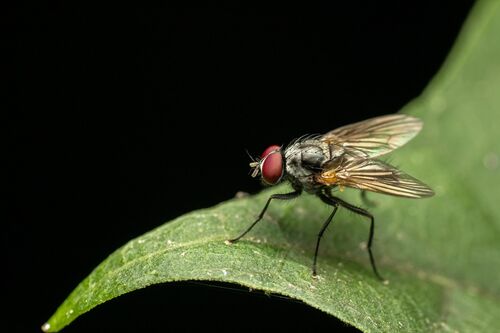 Pegoplata palposa · iNaturalist