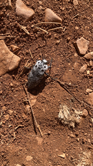 Capnodis