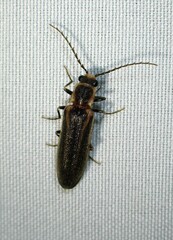 Denticollis denticornis